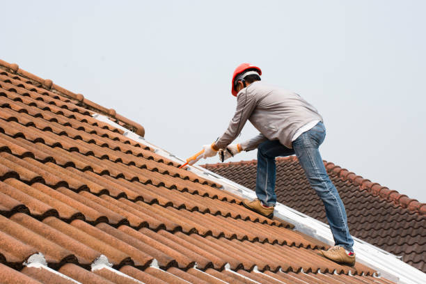 Best Roof Moss and Algae Removal  in Mcgaheysville, VA